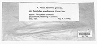 Utrechtiana arundinacea image
